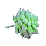 【 観葉植物 人工緑の多肉植物 1本 】インテリア アンティーク 店舗装飾　家の装飾 人工 フェイク 緑 植物