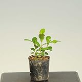 ミニ苗：ハマヒサカキ