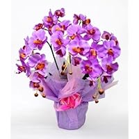 Amazon Co Jp 売れ筋ランキング 胡蝶蘭 の中で最も人気のある商品です