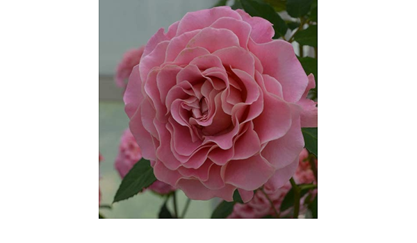 Amazon 大苗 バラ大苗 アシュリー 国産苗 大苗 6号鉢植え タンタウ作出 花