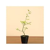 苗：梅もどきオス木