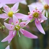 [ 大文字草 ] 夢幻