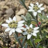 高麗ウスユキソウ