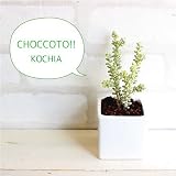 コキア ミニプラント 消臭◎CT触媒加工 造花 観葉植物