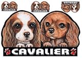 犬ステッカー キャバリア25 シール雑貨グッズ車