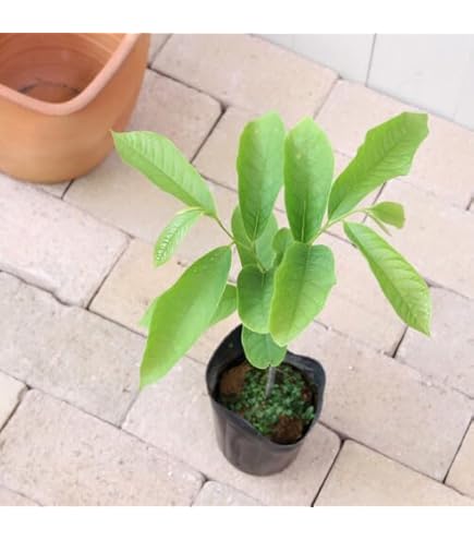 Amazon.co.jp: 台湾龍眼実生苗 4年 竜眼 ロンガン 苗のみ : DIY