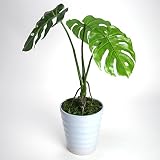 観葉植物 光触媒 スプリットフィロ 鉢 インテリア 【ギフトラッピンク・ギフトカード対応】