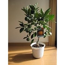 Amazon.co.jp: 宮川早生みかん鉢植え 1鉢みかん果樹苗 鉢植え地