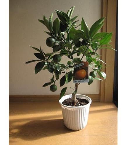 Amazon｜花芽付きせとか 登録種のため証紙が付きます3年生 接木苗 特選