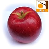 リンゴ：つがる（津軽）4～5号ポット[豊産性の大実中生種][苗木] ノーブランド品