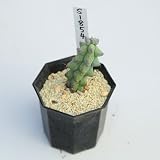 サボテン：福禄竜神木*幅2.5ｃｍ