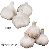 国華園　ニンニク種球　暖地向きニンニクセット　2種1kg【※発送が国華園からの場合のみ正規品です】
