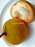 Thai Sandoricum koetjape santol cottonfruit 5 Seeds ThailandMrk