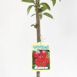 サクランボ 苗木 サミット 12cmポット苗 さくらんぼ 苗