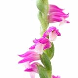 (山野草) ネジバナ(モジズリ) 3号(1ポット) 本州・四国限定[生体]