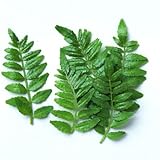 【朝市場直行】木の芽 (きのめ) PC（約10g）