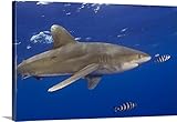 Dave Fleethamプレミアムシックラップキャンバス壁アート印刷題名ハワイ、Big Island、Oceanic Whitetip Shark ( Carcharhinus Longimanus