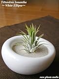 エアープランツチランジア・イオナンタ / ホワイトイリプス / AirPlants Tillandsia・IONANTHA / White Ellipse / インテリアグリーン / ミニ観葉植物