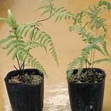 [ シダ ] ウラジロ