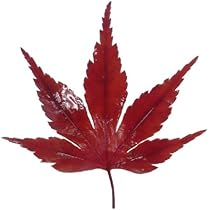 Amazon｜山久 造花 秋のもみじスプレー レッドオレンジ V23119