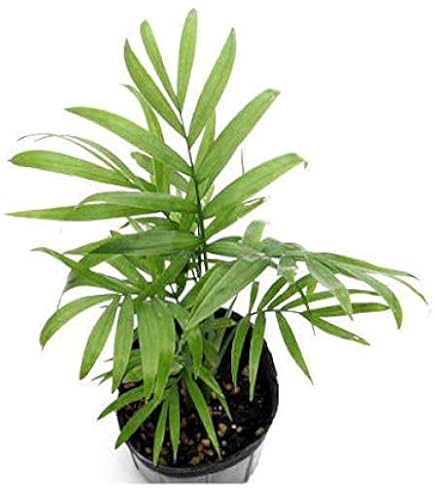 Amazon.co.jp: 耐寒ヤシ−10℃ チャメドレア ラディカリス Amazon.co.jp: 耐寒ヤシ−10℃ チャメドレア ラディカリス