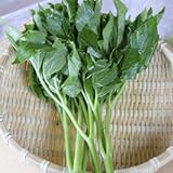 [ 山菜 ] アシタバ苗 3.5寸ポット