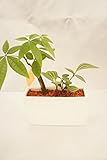 【お手入れ簡単、無菌・無臭の園芸用土セラミス使用】　ハイドロカルチャー　観葉植物　寄せ植え二種　セラミス　横長　白鉢