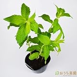 ホワイト ペパー ミント 【苗】 ９ ｃｍ ポット ＜当店は 苗 種 鉢 培養土 ニーム の専門店＞