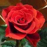 【生産農場直送】バラ苗 フォーエバーローズ バレッタ 4号鉢