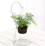 洋しのぶ　ダバリア 吊り具も受け皿も付けてお届け 室内インテリアとしてもグッド