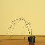 苗：しだれ富士桜