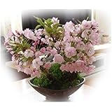 盆栽 桜盆栽 自宅でお花見ができる桜盆栽です (桜の盛り合わせ)
