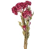 東京堂 ドライフラワー レッド 約L40cm ケイトウ枝付き FD000368-003 60g入