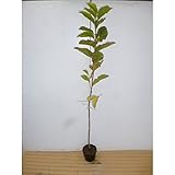 コブシ 樹高1.5m前後 18cmポット こぶし 苗木 植木 苗 庭木 生け垣