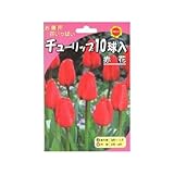 秋植え球根 お徳用 チューリップ10球入 赤花 (540255)