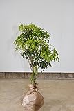 アセビ 馬酔木 30-50cm 植木 庭木 低木 花が咲く　