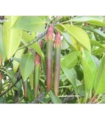 オヒルギ　マングローブ　発根あり　苗　観葉植物　海干潟　水槽アクアリウム　園芸緑 Amazon｜マングローブ オヒルギ 発根あり 苗 観葉植物 海干潟 水槽