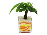 花市場直送便 パキラ(カラーサンド植え) ブロックL 黄色/オレンジ