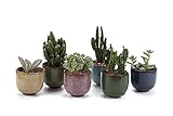 T4U 6.5CM 陶器ミ二植木鉢 高さ増加！ 氷裂紫砂シリーズ 多肉植物 サボテン鉢 フラワーポット プランター容器 多彩 6個入り