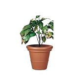 SELON TPポットプレ-ンφ55ブラウン