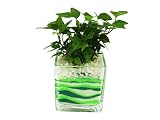 花市場直送便 アイビー(カラーサンド植え) ブロックL グリーン