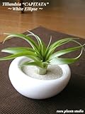 エアープランツチランジア・カピタータ / ホワイトイリプス / AirPlants Tillandsia・CAPITATA / White Ellipse / インテリアグリーン / ミニ観葉植物