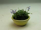 早春の山野草　ヒナ草の鉢植え（ミニ) 2018早春開花予定