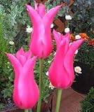 チューリップ　マリエッタ　５球入