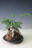 トキワシノブの苔玉（626370）