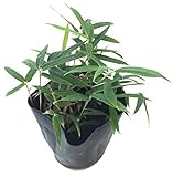 コグマザサ（小隈笹）　【10Potセット】　下草苗