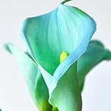 1pcsカラユリの球根鉢植えのバルコニーの植物カラの花の球根は、放射線吸収混合色はカラユリの植物の種5