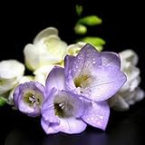 ツアフリージー球根、花の種、室内ポット花蘭、Freesia Rhizome花球根花の静かな家庭植物-2bulbsクリア