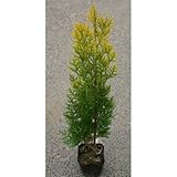 エレガンテシマ苗 3.5号ポット