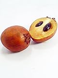 サポジラ Thai Sapodilla 100 Seeds ThailandMrk